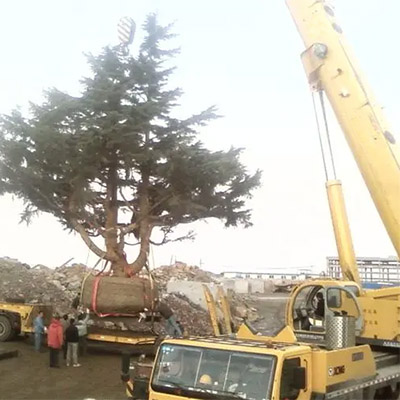 大型树木吊装(图1)